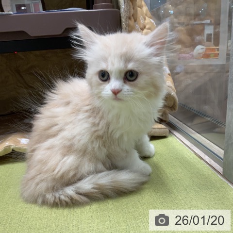 埼玉県のミヌエット (ペットプラス 浦和美園店/2025年11月12日生まれ/女の子/クリームタビーホワイト)の子猫の3枚目の画像