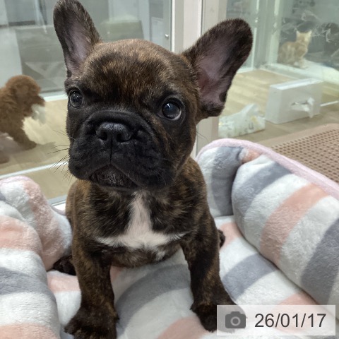 千葉県のフレンチブルドッグ (ペットプラス 木更津店/2025年11月14日生まれ/男の子/ブリンドル)の子犬の4枚目の画像