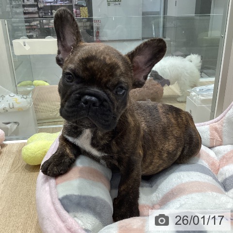 千葉県のフレンチブルドッグ (ペットプラス 木更津店/2025年11月14日生まれ/男の子/ブリンドル)の子犬の3枚目の画像