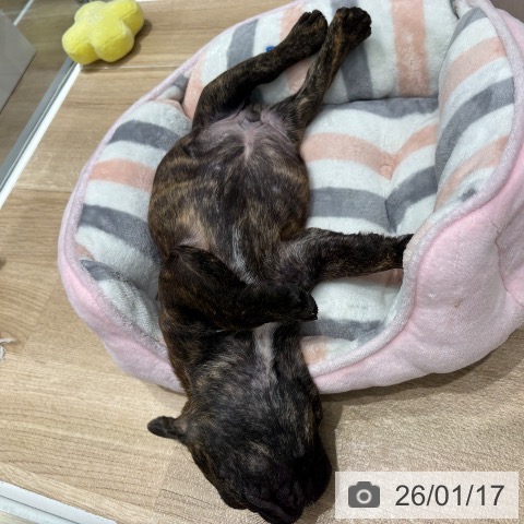 千葉県のフレンチブルドッグ (ペットプラス 木更津店/2025年11月14日生まれ/男の子/ブリンドル)の子犬の3枚目の画像