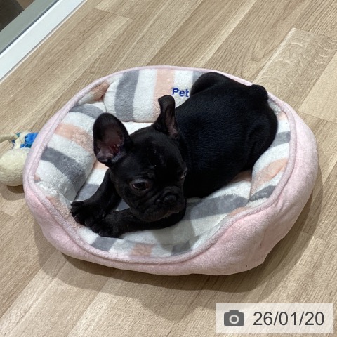 フレンチ・ブルドッグの写真