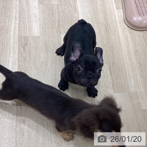 フレンチ・ブルドッグの写真