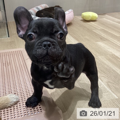 フレンチ・ブルドッグの写真