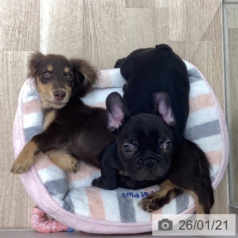 フレンチ・ブルドッグの写真