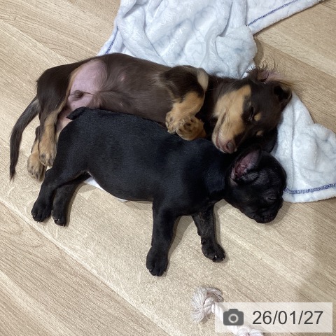 フレンチ・ブルドッグの写真