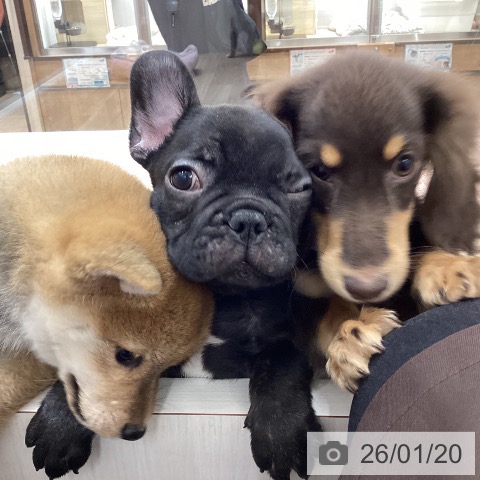 宮城県のフレンチブルドッグ (ペットプラス 仙台上杉店/2025年11月14日生まれ/男の子/ブリンドル)の子犬の4枚目の画像