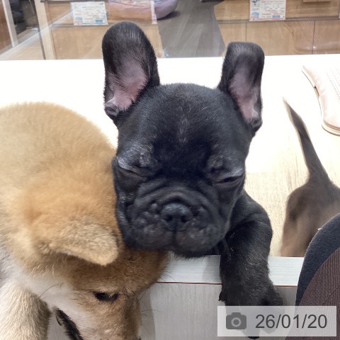宮城県のフレンチブルドッグ (ペットプラス 仙台上杉店/2025年11月14日生まれ/男の子/ブリンドル)の子犬の3枚目の画像