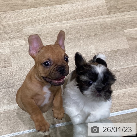 フレンチ・ブルドッグの写真