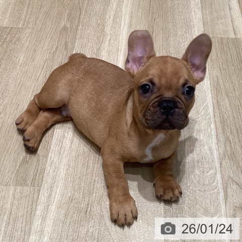 フレンチ・ブルドッグの写真