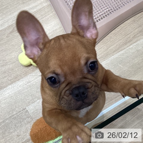 宮城県のフレンチブルドッグ (ペットプラス 仙台泉大沢店/2025年11月14日生まれ/男の子/フォーン)の子犬の4枚目の画像