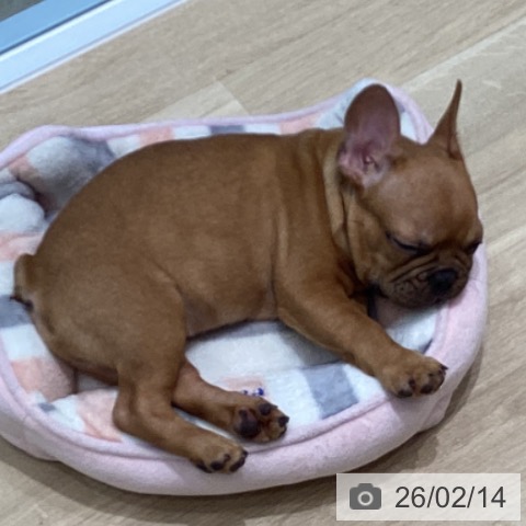 宮城県のフレンチブルドッグ (ペットプラス 仙台泉大沢店/2025年11月14日生まれ/男の子/フォーン)の子犬の4枚目の画像