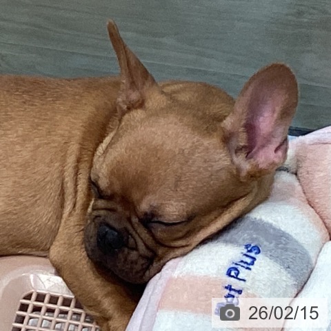 千葉県のフレンチブルドッグ (ペットプラス 柏店/2025年11月14日生まれ/男の子/フォーン)の子犬の4枚目の画像