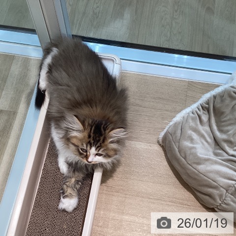 宮城県のミヌエット (ペットプラス 仙台泉大沢店/2025年10月30日生まれ/男の子/ブラウンタビーホワイト)の子猫の4枚目の画像