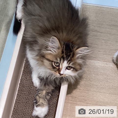 宮城県のミヌエット (ペットプラス 仙台泉大沢店/2025年10月30日生まれ/男の子/ブラウンタビーホワイト)の子猫の3枚目の画像