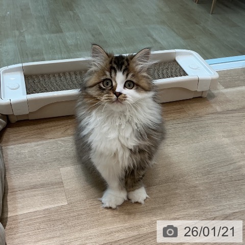 宮城県のミヌエット (ペットプラス 仙台泉大沢店/2025年10月30日生まれ/男の子/ブラウンタビーホワイト)の子猫の4枚目の画像