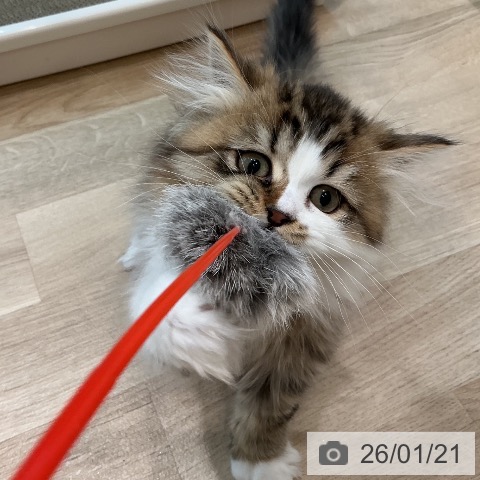 宮城県のミヌエット (ペットプラス 仙台泉大沢店/2025年10月30日生まれ/男の子/ブラウンタビーホワイト)の子猫の3枚目の画像