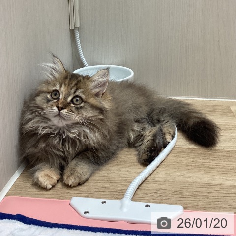 ミヌエットの写真