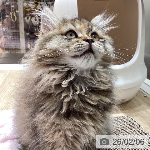 ミヌエットの写真