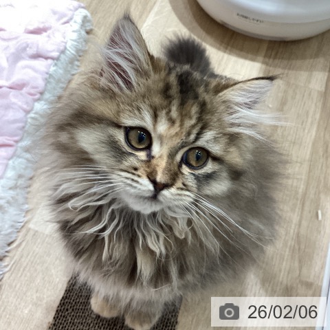 ミヌエットの写真