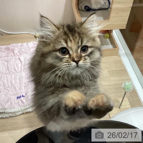 ミヌエットの写真