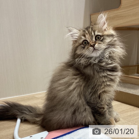 埼玉県のミヌエット (ペットプラス ピオニウォーク東松山店/2025年10月30日生まれ/女の子/ブラウンタビー)の子猫の4枚目の画像