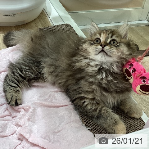 埼玉県のミヌエット (ペットプラス ピオニウォーク東松山店/2025年10月30日生まれ/女の子/ブラウンタビー)の子猫の3枚目の画像