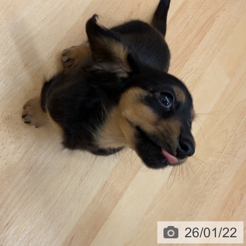 埼玉県のカニンヘンダックスフンド(ロング) (ペットプラス 浦和美園店/2025年11月17日生まれ/男の子/ブラックタン)の子犬の4枚目の画像