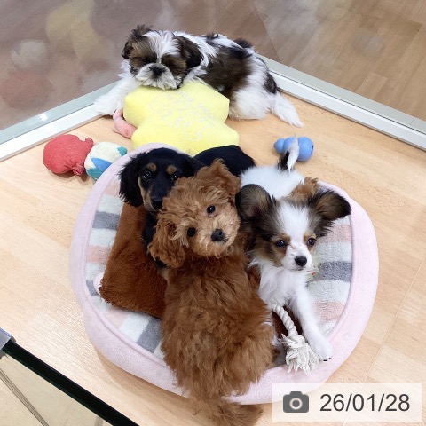 埼玉県のカニンヘンダックスフンド(ロング) (ペットプラス 浦和美園店/2025年11月17日生まれ/男の子/ブラックタン)の子犬の4枚目の画像