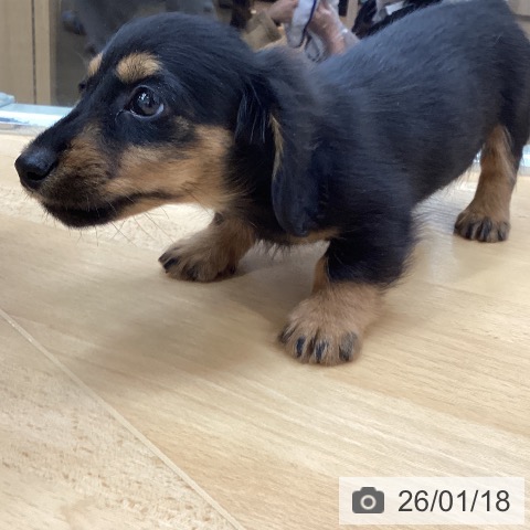 埼玉県のカニンヘンダックスフンド(ロング) (ペットプラス 浦和美園店/2025年11月17日生まれ/男の子/ブラックタン)の子犬の3枚目の画像