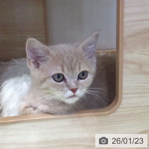 千葉県のマンチカン (ペットプラス 幕張新都心店/2025年11月12日生まれ/男の子/クリームタビー)の子猫の4枚目の画像