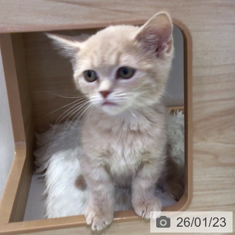 千葉県のマンチカン (ペットプラス 幕張新都心店/2025年11月12日生まれ/男の子/クリームタビー)の子猫の3枚目の画像