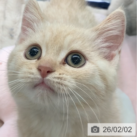 千葉県のマンチカン (ペットプラス 幕張新都心店/2025年11月12日生まれ/男の子/クリームタビー)の子猫の3枚目の画像