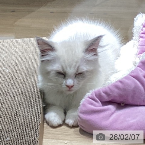 東京都のラグドール (ペットプラス 立川高島屋S.C.店/2025年11月5日生まれ/男の子/ブルーポイントバイカラー)の子猫の3枚目の画像