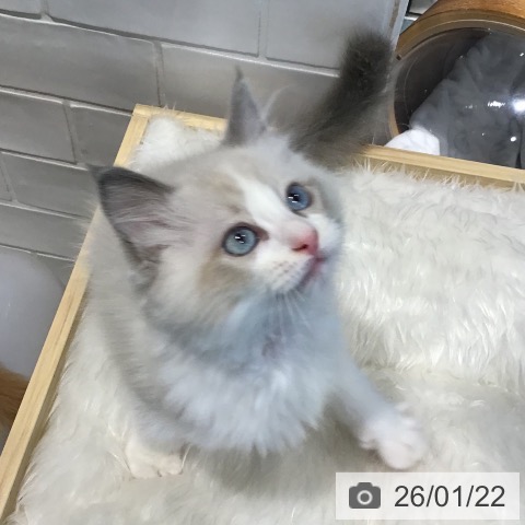 埼玉県のラグドール (ペットプラス コクーンシティ店/2025年11月5日生まれ/男の子/ブルーポイントバイカラー)の子猫の4枚目の画像