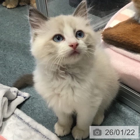 埼玉県のラグドール (ペットプラス コクーンシティ店/2025年11月5日生まれ/男の子/ブルーポイントバイカラー)の子猫の3枚目の画像
