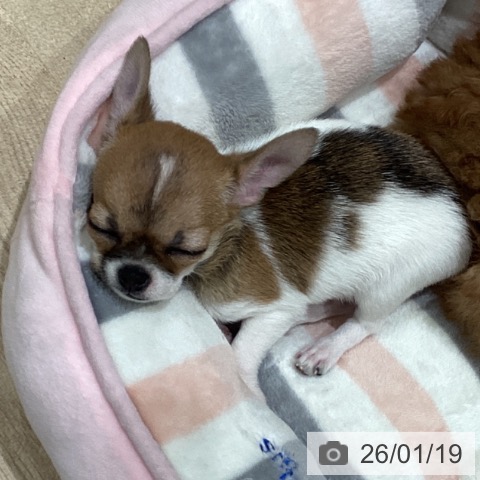 埼玉県のチワワ(ロング) (ペットプラス ららぽーと富士見店/2025年11月17日生まれ/女の子/ホワイトレッド)の子犬の4枚目の画像