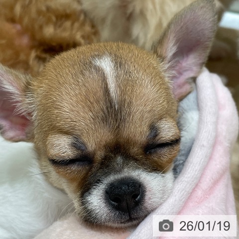 埼玉県のチワワ(ロング) (ペットプラス ららぽーと富士見店/2025年11月17日生まれ/女の子/ホワイトレッド)の子犬の3枚目の画像