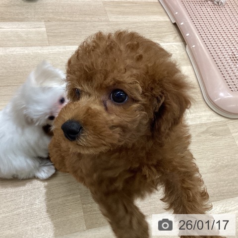 東京都のトイプードル(トイ) (ペットプラス MARK IS 葛飾かなまち店/2025年11月17日生まれ/男の子/レッド)の子犬の4枚目の画像