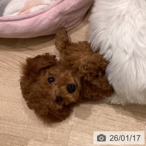 東京都のトイプードル(トイ) (ペットプラス MARK IS 葛飾かなまち店/2025年11月17日生まれ/男の子/レッド)の子犬の3枚目の画像