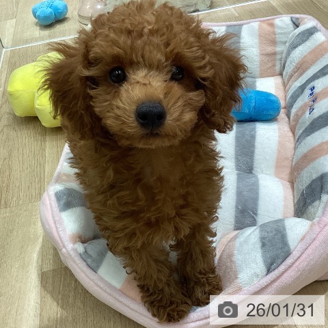 東京都のトイプードル(トイ) (ペットプラス MARK IS 葛飾かなまち店/2025年11月17日生まれ/男の子/レッド)の子犬の3枚目の画像