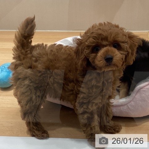 埼玉県のトイプードル(トイ) (ペットプラス 与野店/2025年11月17日生まれ/女の子/レッド)の子犬の3枚目の画像