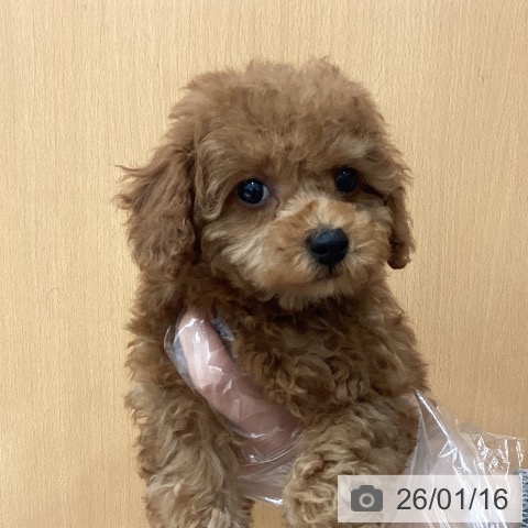 埼玉県のトイプードル(トイ) (ペットプラス ピオニウォーク東松山店/2025年11月17日生まれ/女の子/レッド)の子犬の4枚目の画像