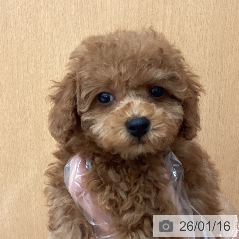 埼玉県のトイプードル(トイ) (ペットプラス ピオニウォーク東松山店/2025年11月17日生まれ/女の子/レッド)の子犬の3枚目の画像