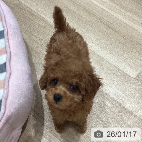 埼玉県のトイプードル(トイ) (ペットプラス ピオニウォーク東松山店/2025年11月17日生まれ/女の子/レッド)の子犬の4枚目の画像