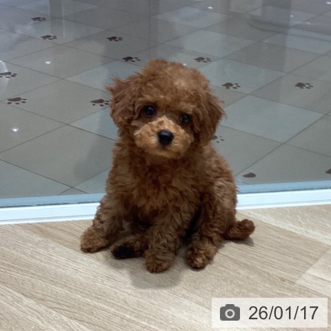 埼玉県のトイプードル(トイ) (ペットプラス ピオニウォーク東松山店/2025年11月17日生まれ/女の子/レッド)の子犬の3枚目の画像