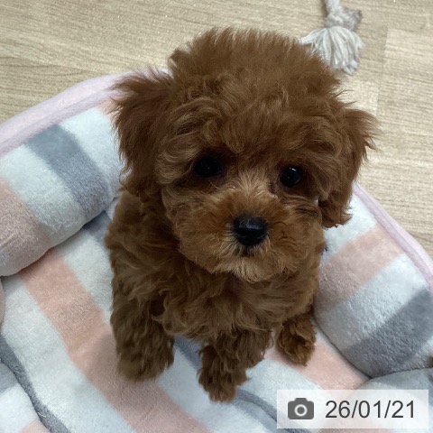 神奈川県のトイプードル(トイ) (ペットプラス 座間店/2025年11月17日生まれ/女の子/レッド)の子犬の4枚目の画像