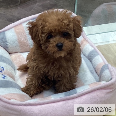 神奈川県のトイプードル(トイ) (ペットプラス 座間店/2025年11月17日生まれ/女の子/レッド)の子犬の4枚目の画像