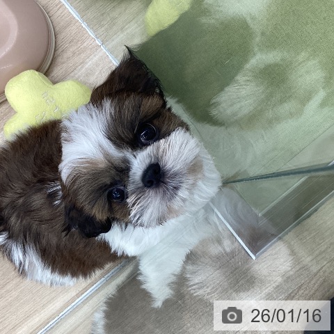 東京都のシーズー (ペットプラス むさし村山店/2025年11月17日生まれ/男の子/ゴールドホワイト)の子犬の3枚目の画像