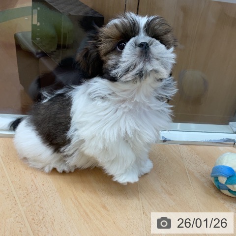 シー・ズーの写真