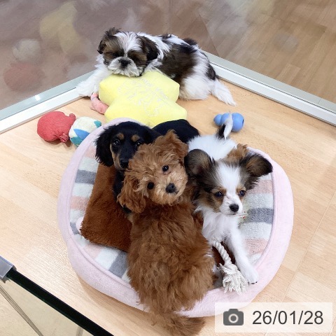 シー・ズーの写真